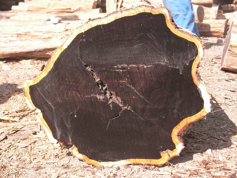 African Blackwood (grenadilla) tree trunk cross section